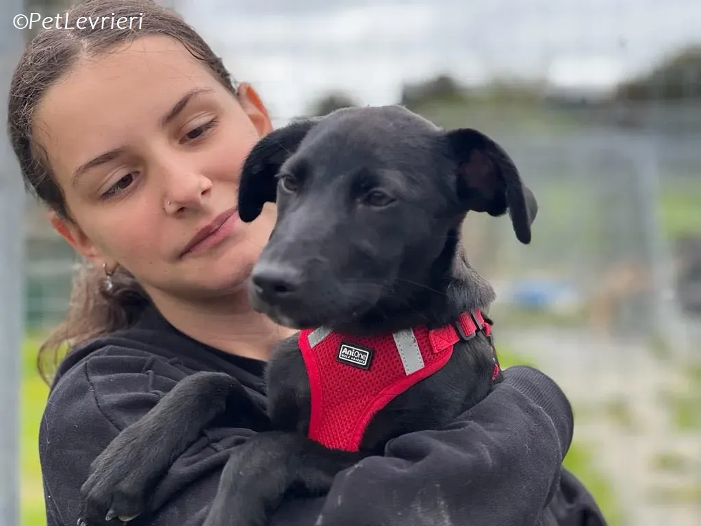 Sophia adozione levrieri greyhound 21
