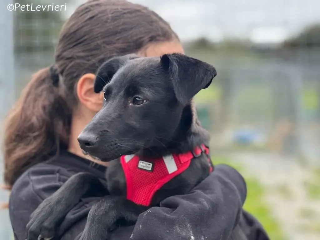 Sophia adozione levrieri greyhound 22