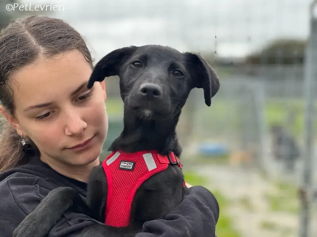Sophia adozione levrieri greyhound 23
