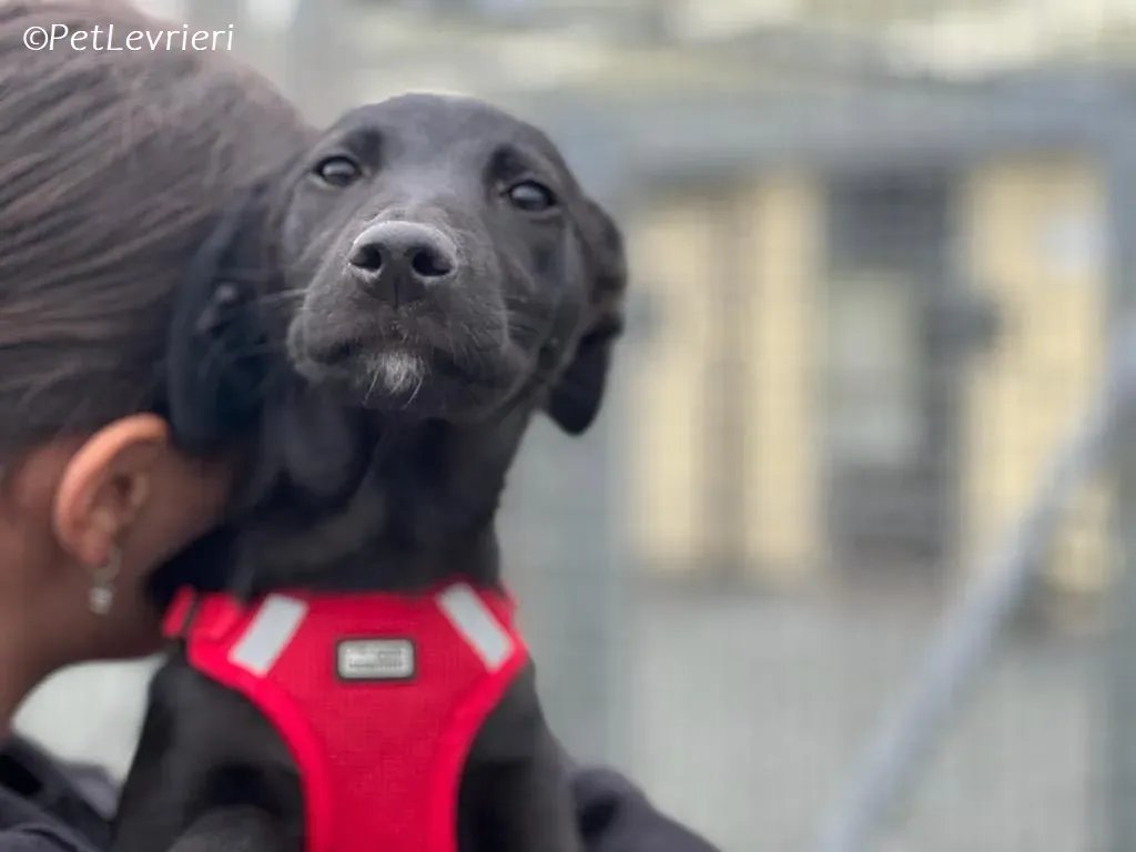 Sophia adozione levrieri greyhound 24