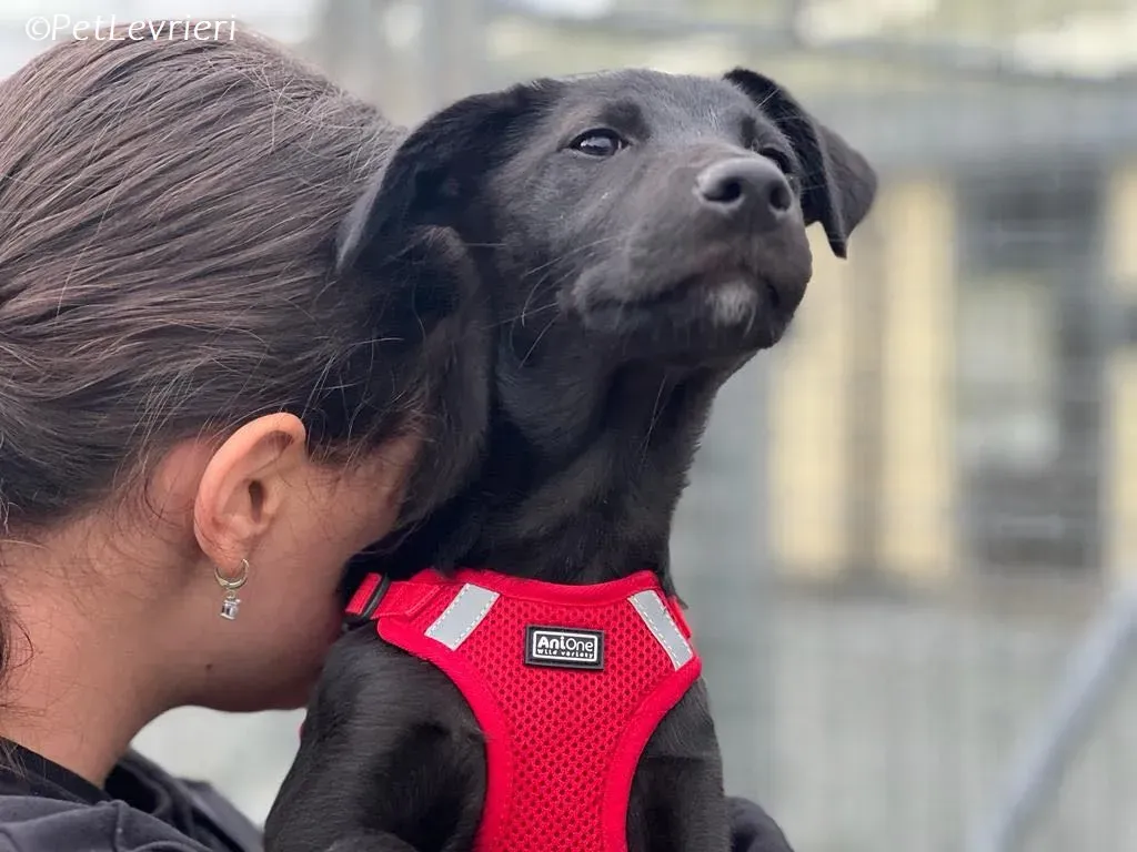 Sophia adozione levrieri greyhound 25