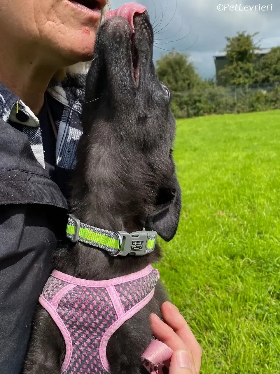 Sophia adozione levrieri greyhound 3 3