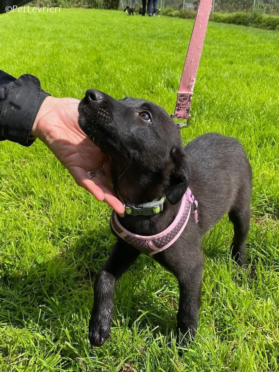 Sophia adozione levrieri greyhound 4 1