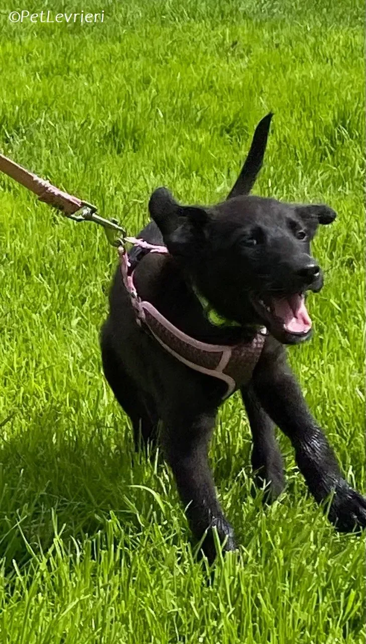 Sophia adozione levrieri greyhound 5 1