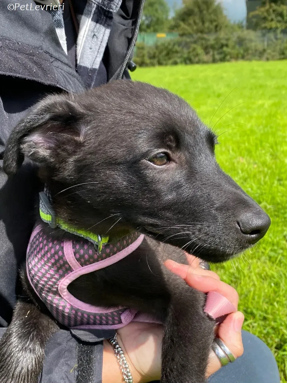 Sophia adozione levrieri greyhound 6 1