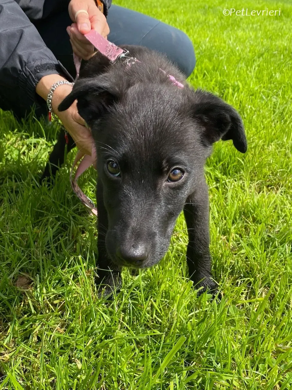 Sophia adozione levrieri greyhound 7 1