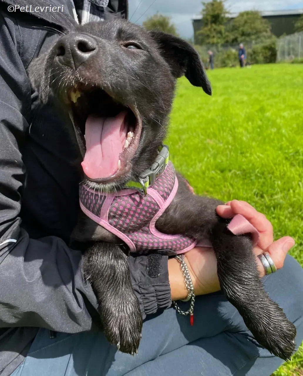 Sophia adozione levrieri greyhound 8 1