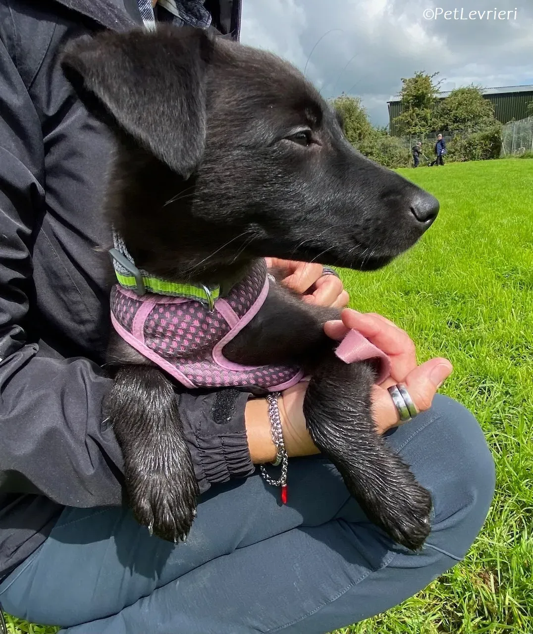 Sophia adozione levrieri greyhound 9 1