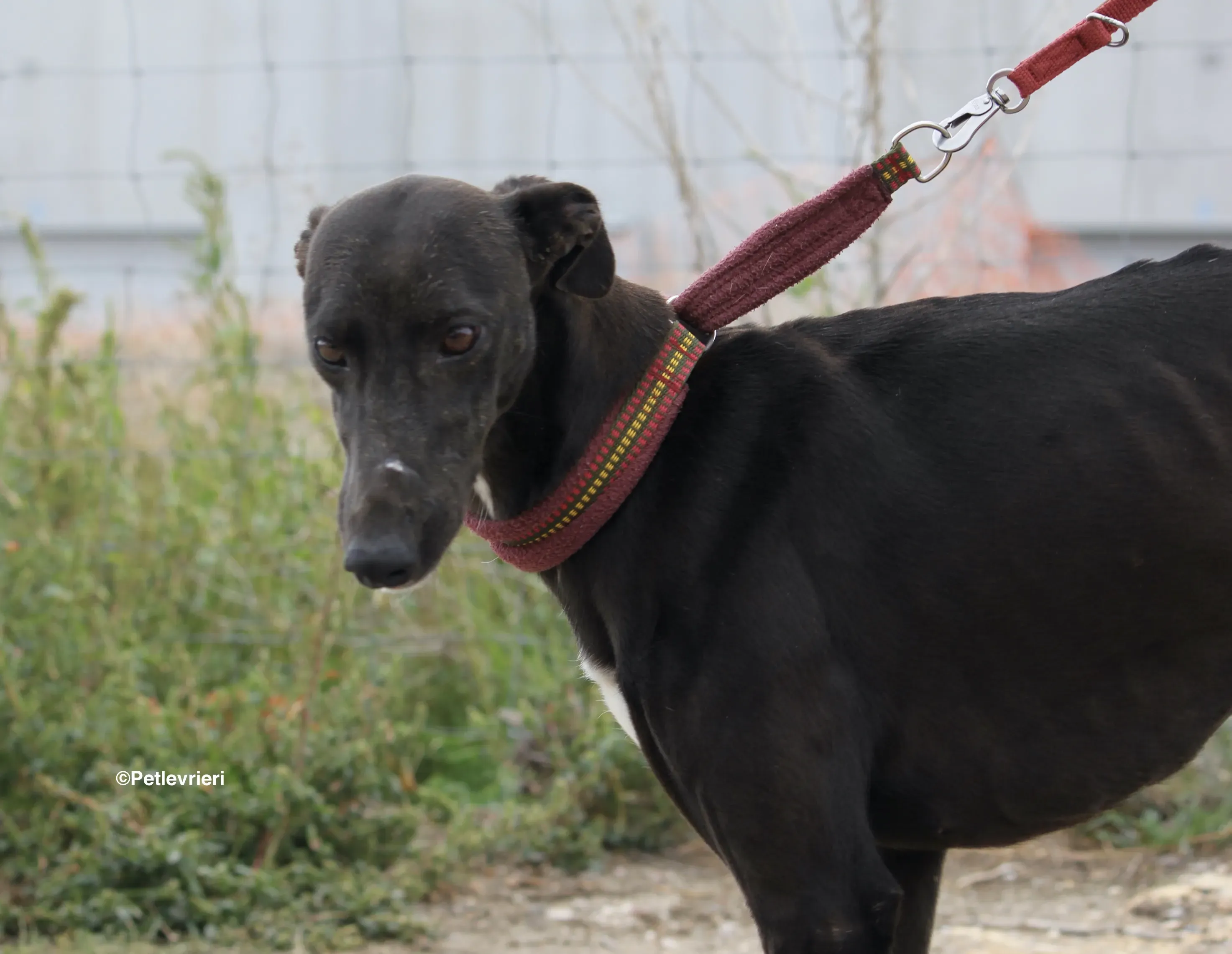 Sophie adozione levrieri galgo 00