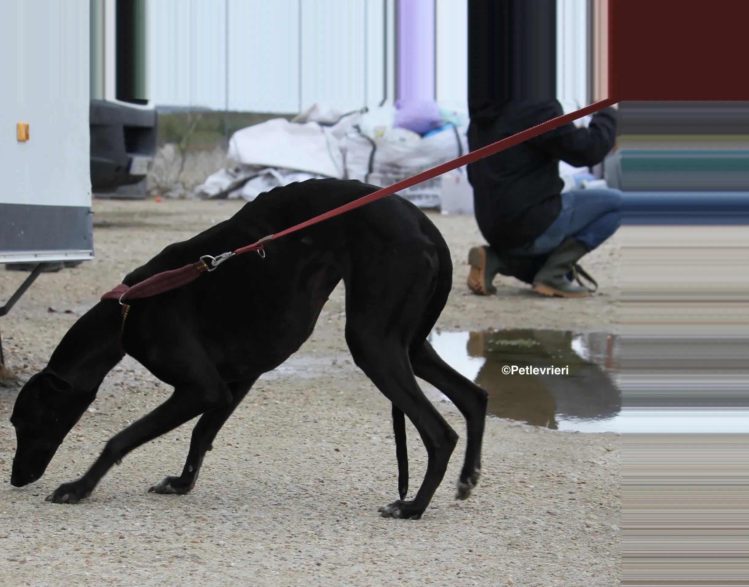 Sophie adozione levrieri galgo 01