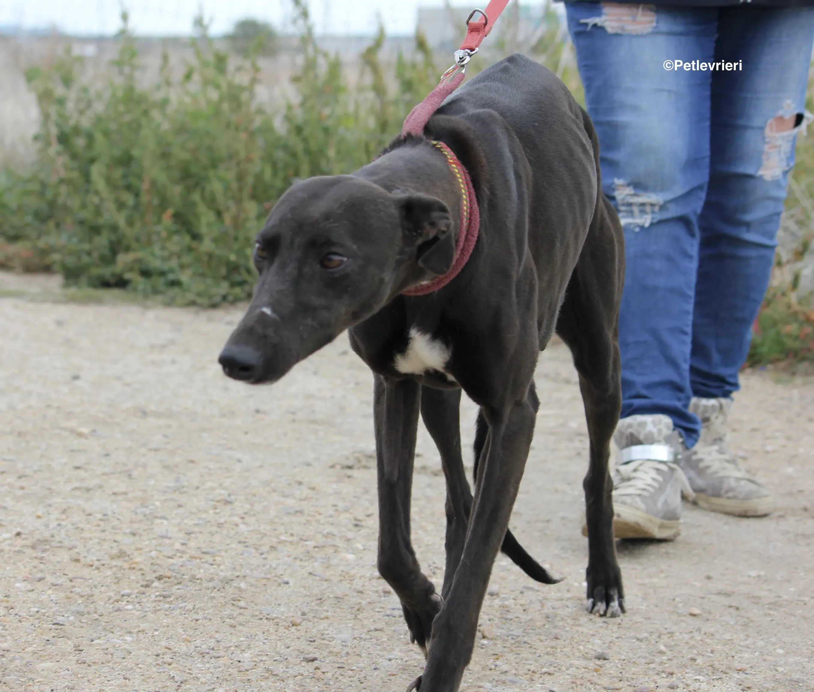 Sophie adozione levrieri galgo 02