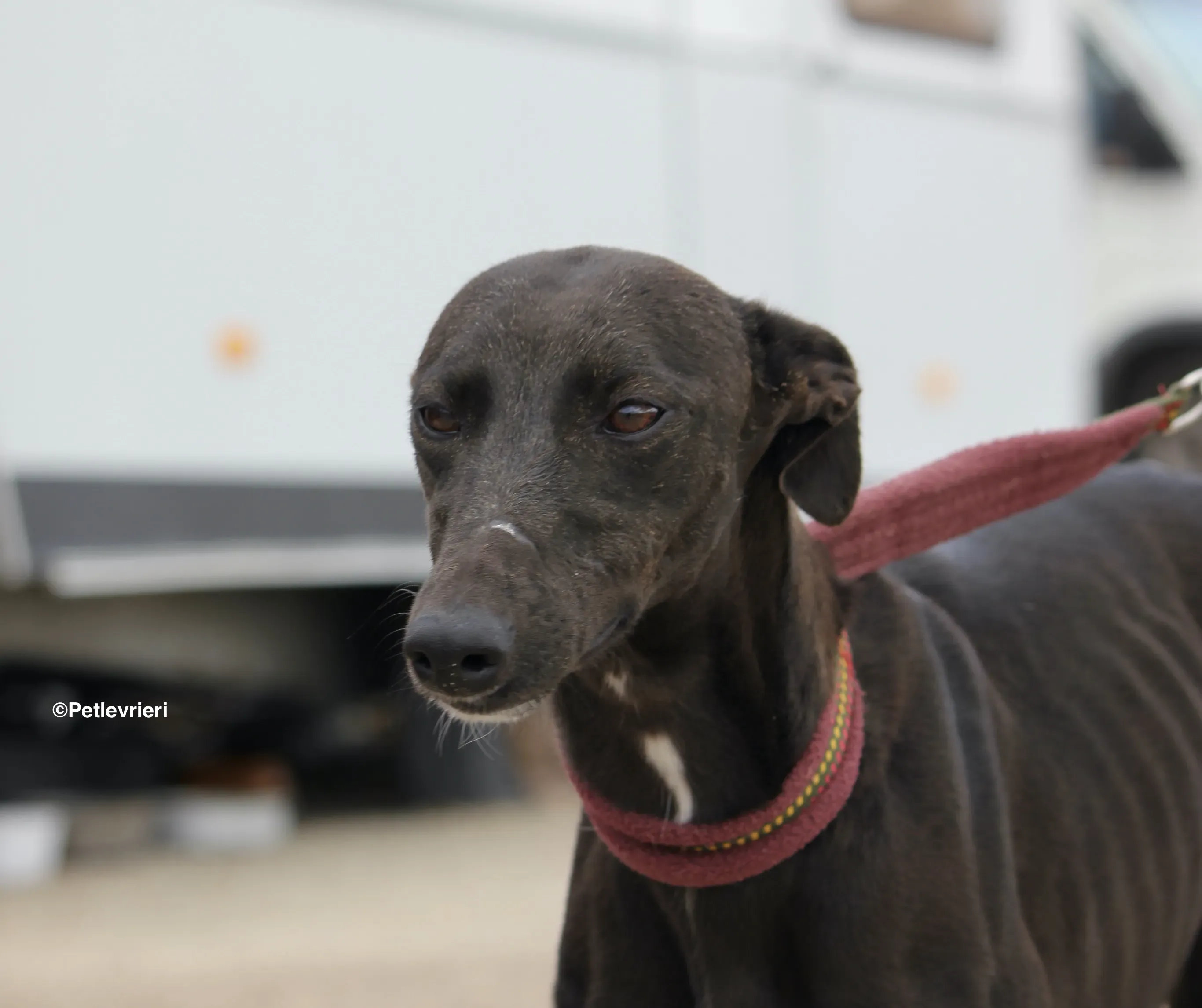 Sophie adozione levrieri galgo 03
