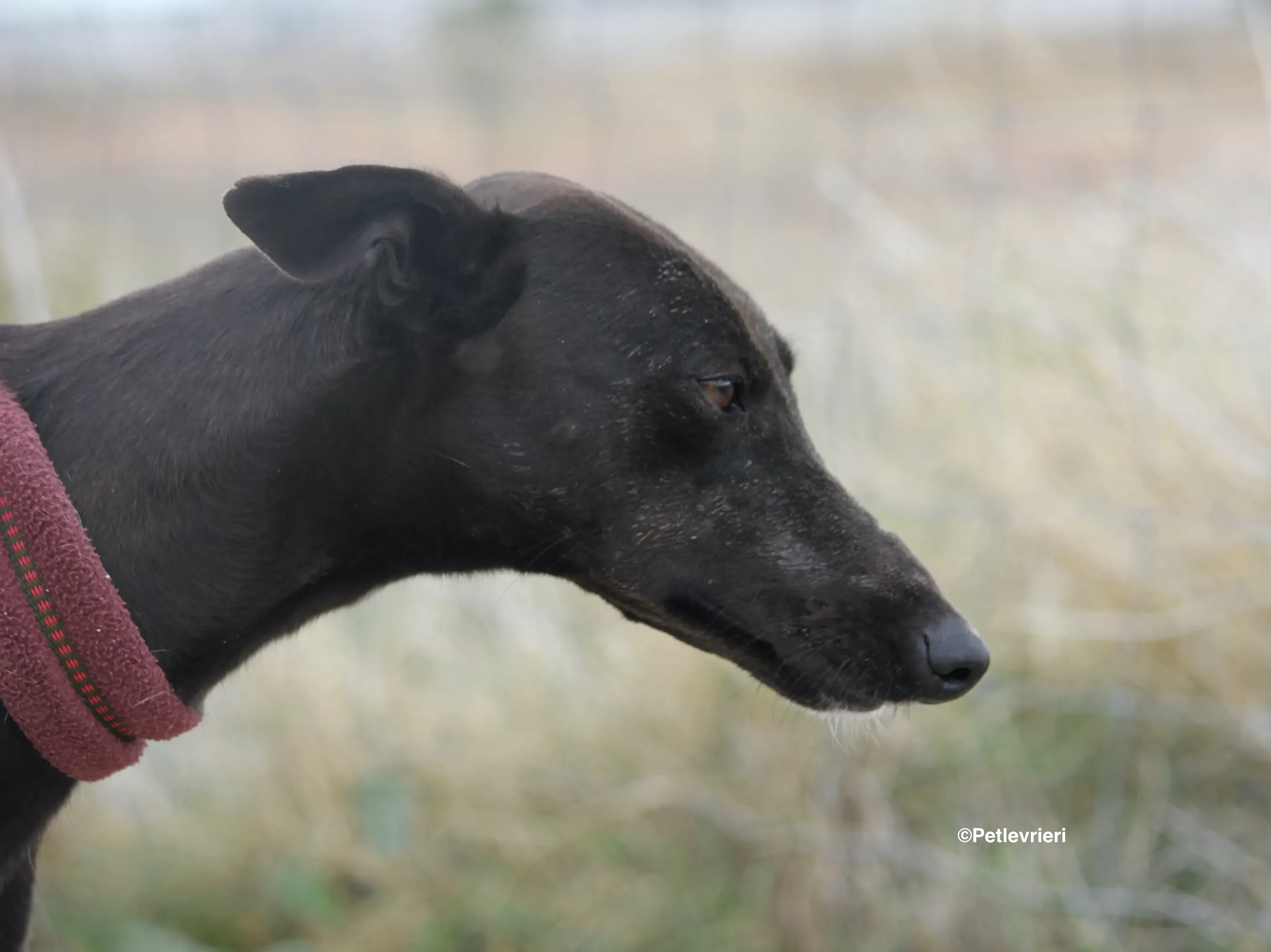 Sophie adozione levrieri galgo 04