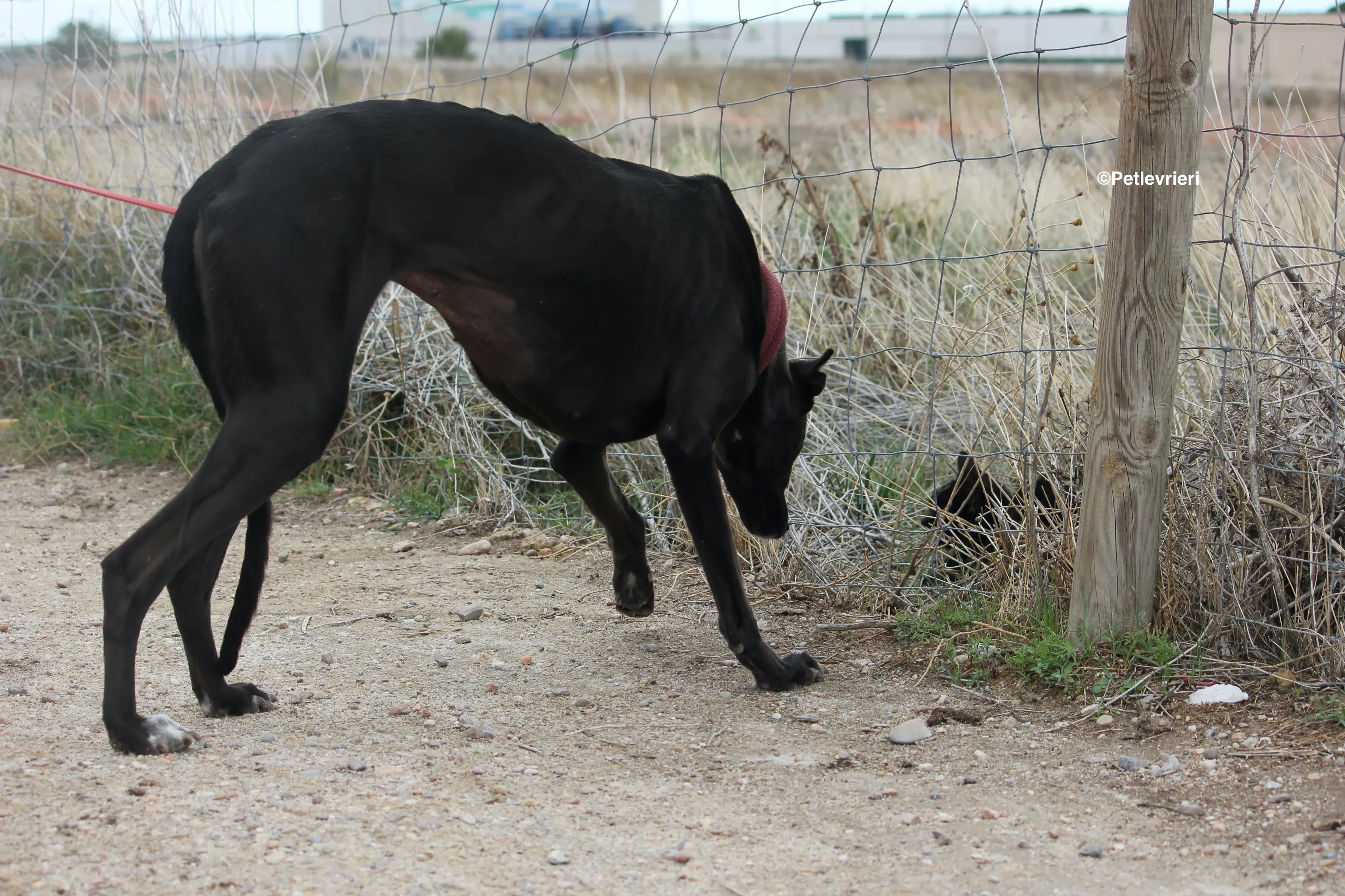 Sophie adozione levrieri galgo 05