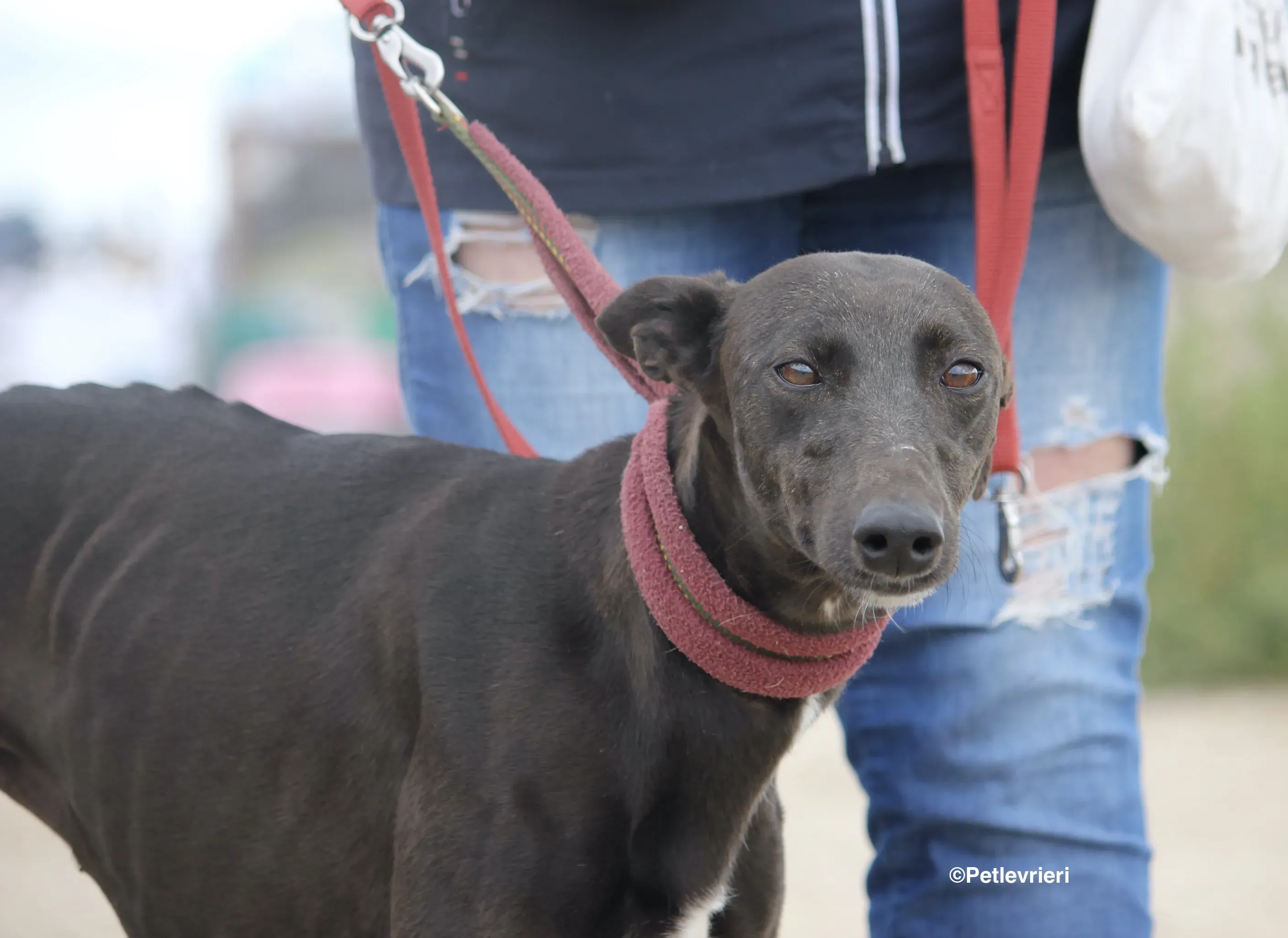 Sophie adozione levrieri galgo 06