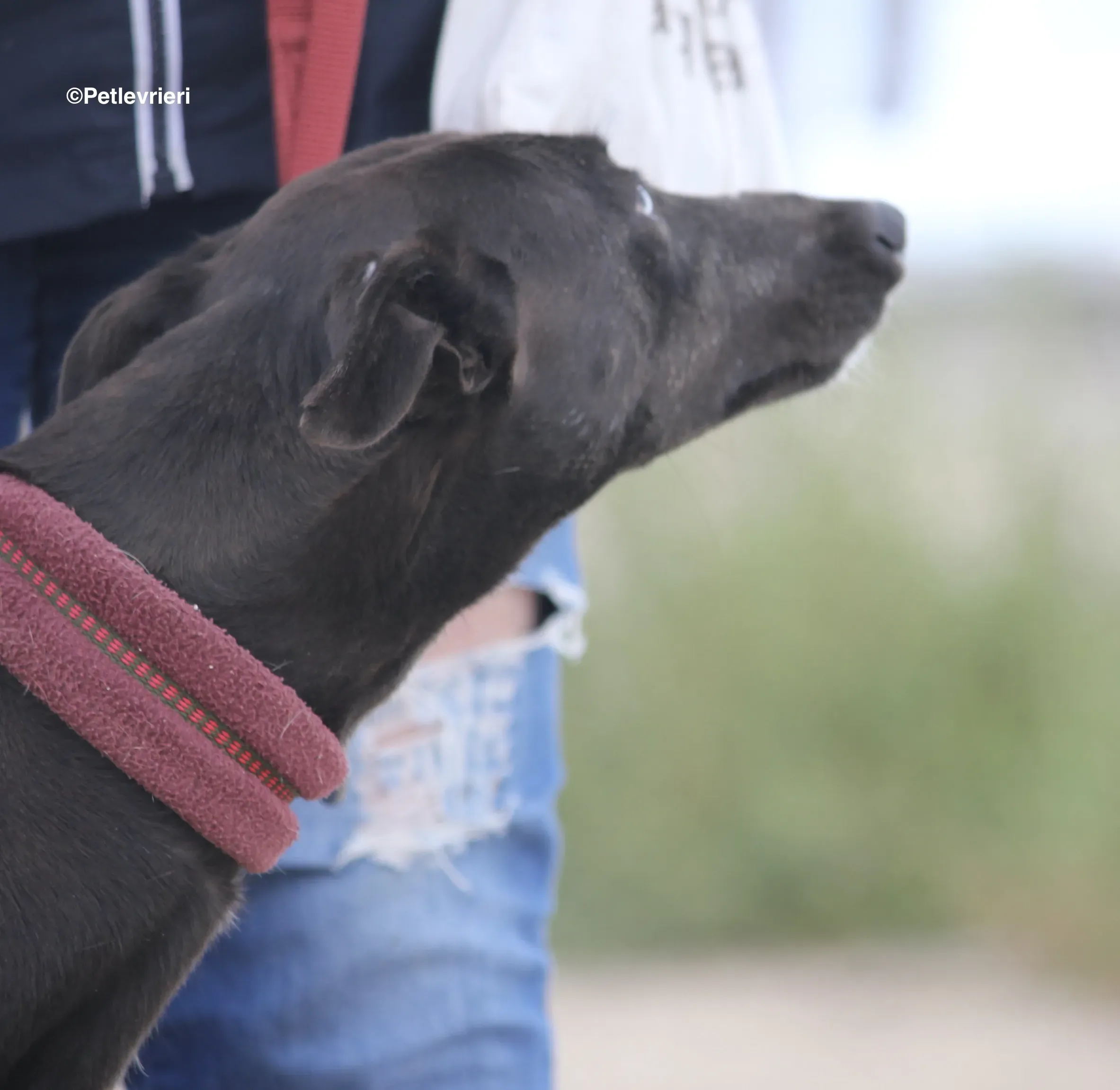 Sophie adozione levrieri galgo 07