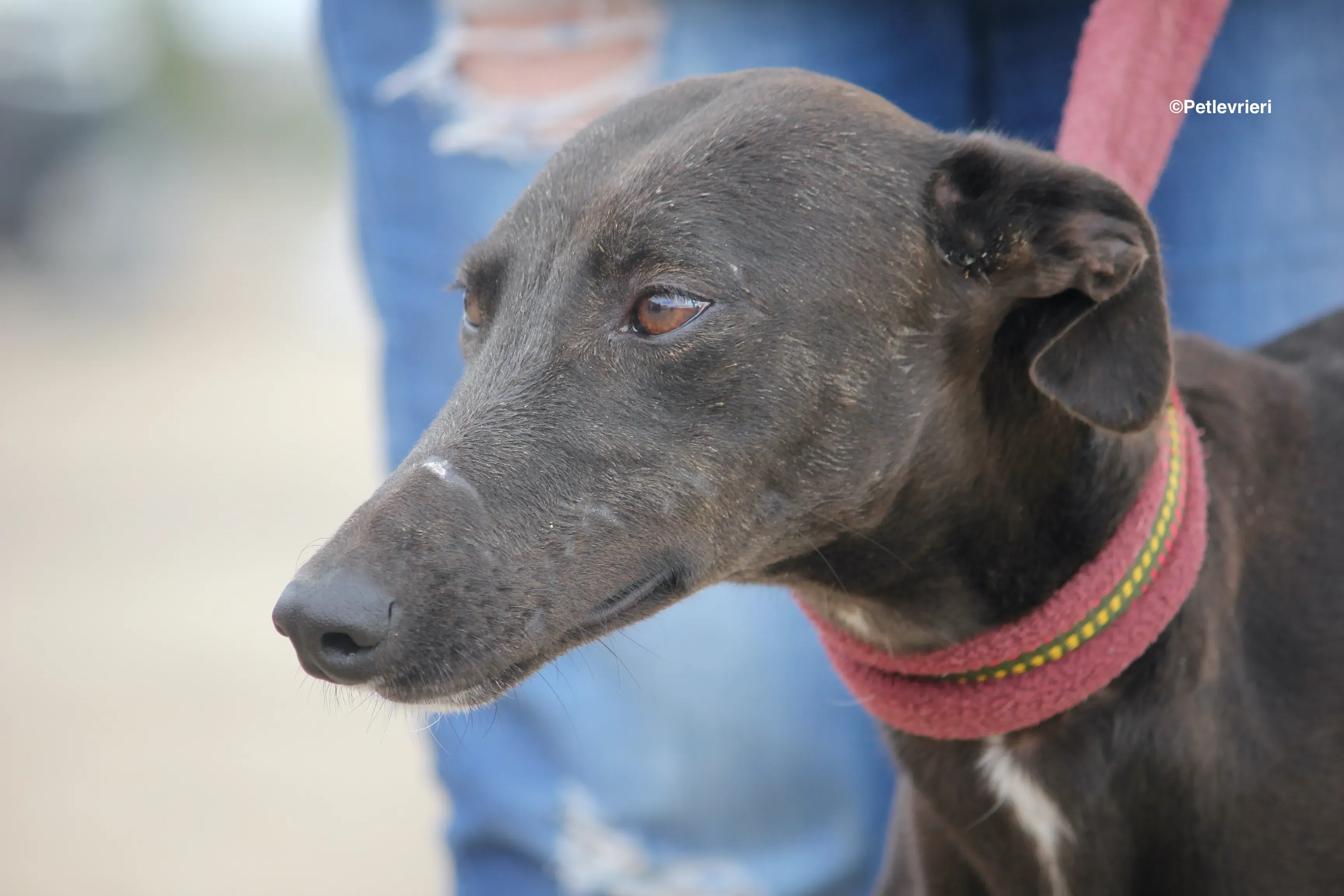 Sophie adozione levrieri galgo 08