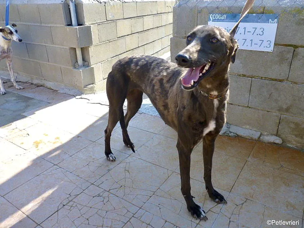 Sophie adozione levrieri galgo 09