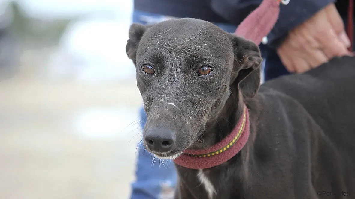 Sophie adozione levrieri galgo 1