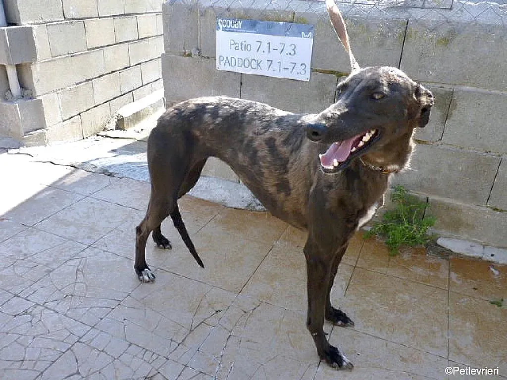 Sophie adozione levrieri galgo 10