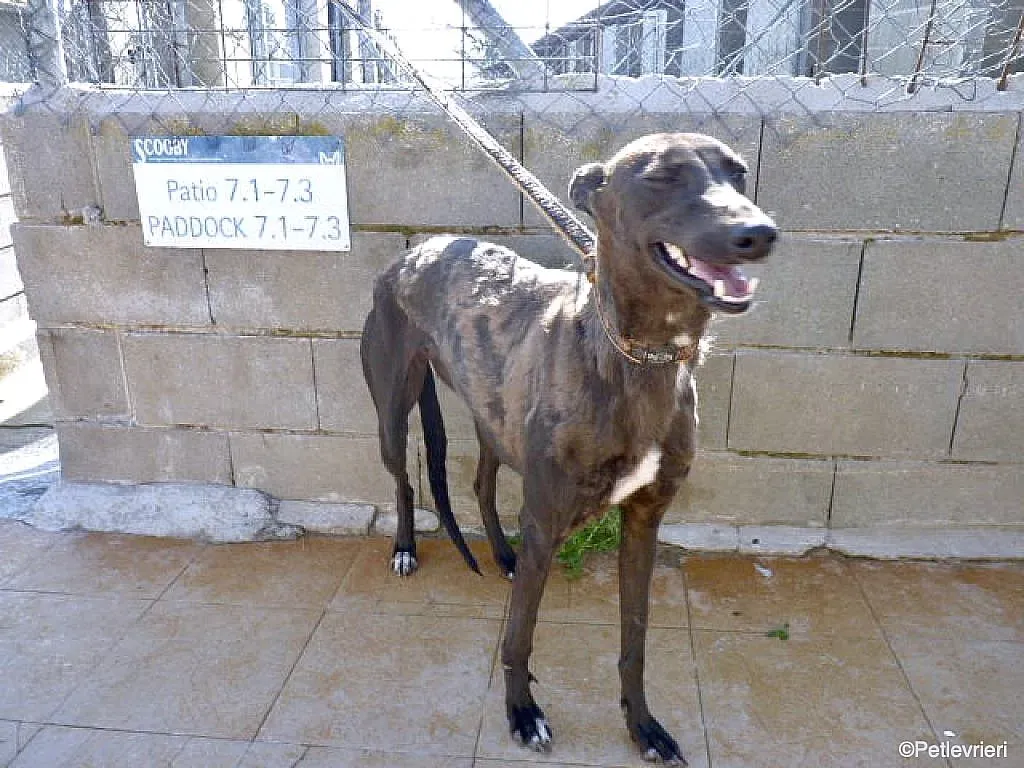 Sophie adozione levrieri galgo 11