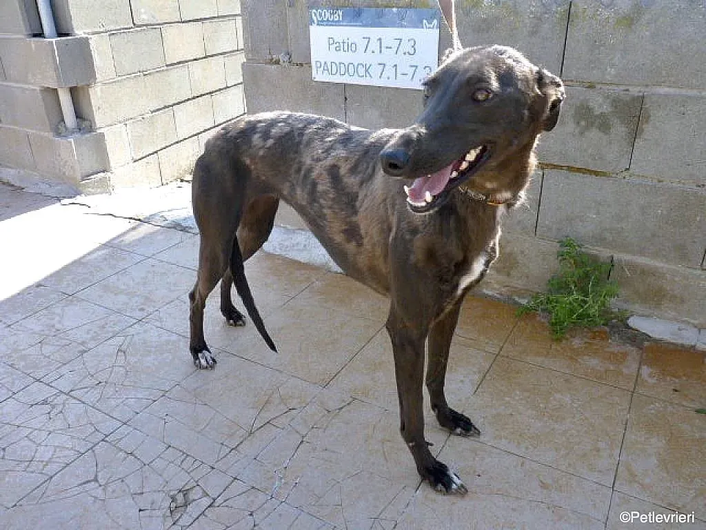 Sophie adozione levrieri galgo 12