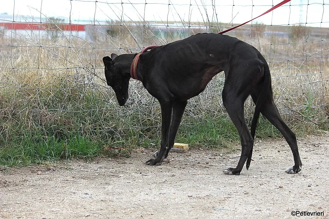 Sophie adozione levrieri galgo 13