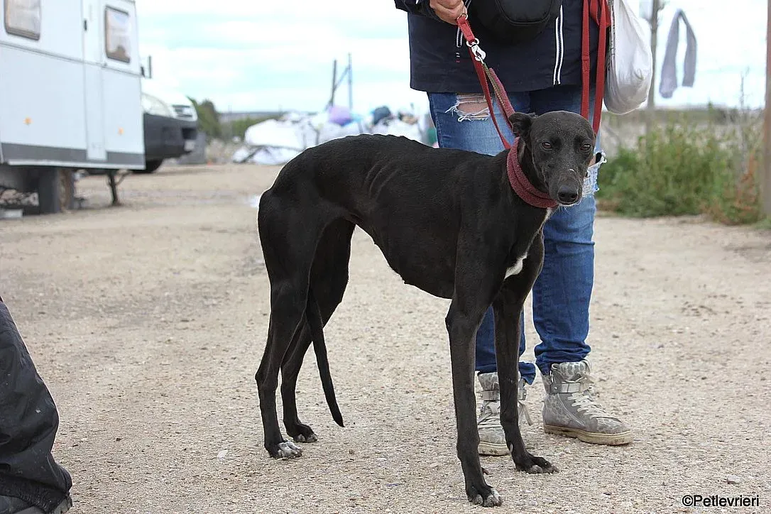 Sophie adozione levrieri galgo 14