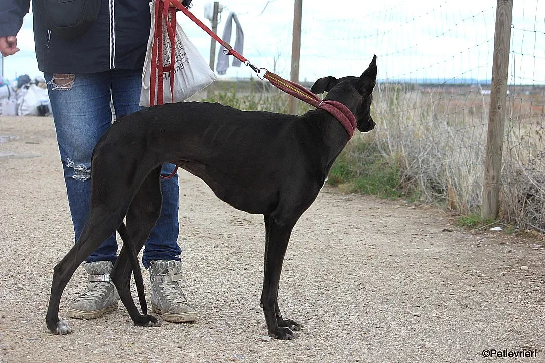 Sophie adozione levrieri galgo 15