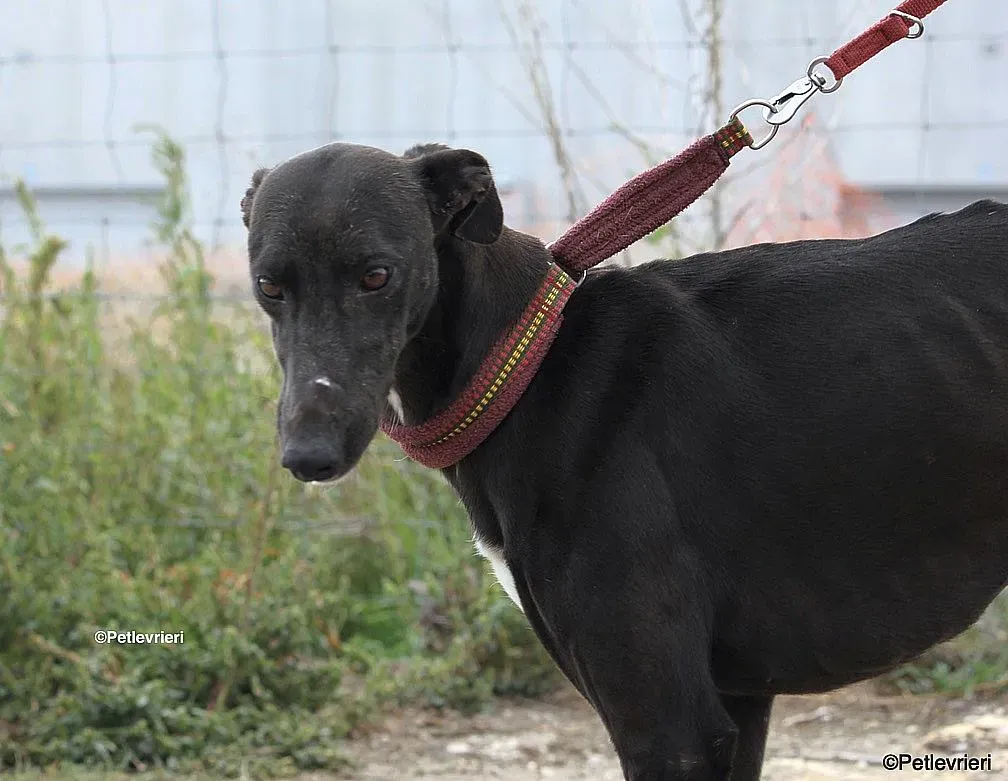 Sophie adozione levrieri galgo 16