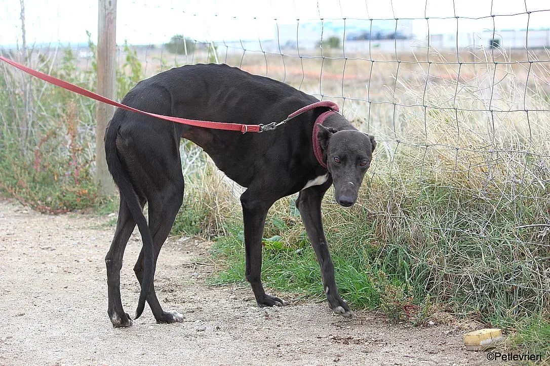 Sophie adozione levrieri galgo 17