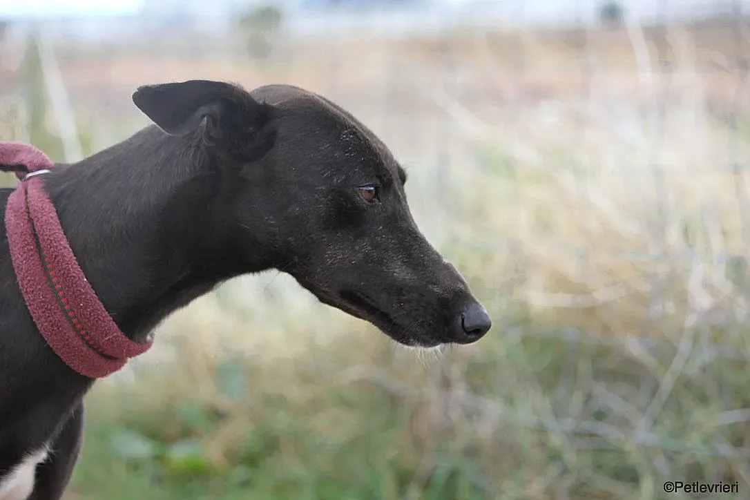 Sophie adozione levrieri galgo 18