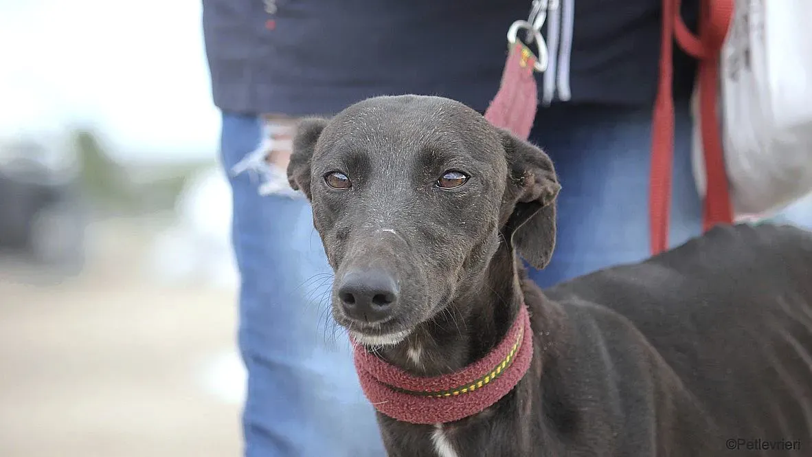 Sophie adozione levrieri galgo 19