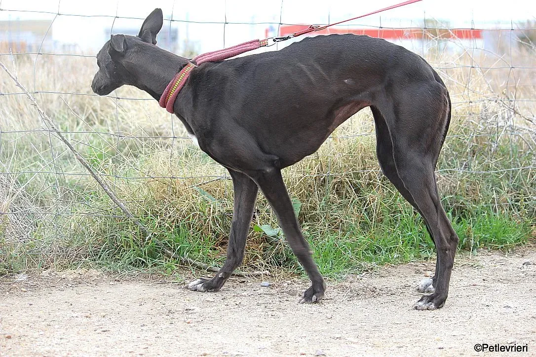 Sophie adozione levrieri galgo 2