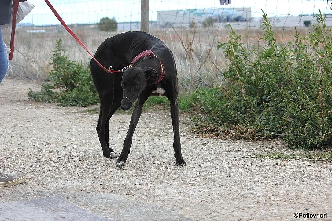 Sophie adozione levrieri galgo 21