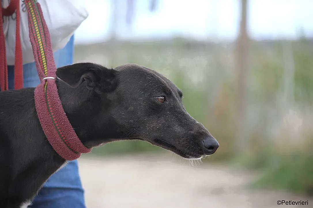 Sophie adozione levrieri galgo 22