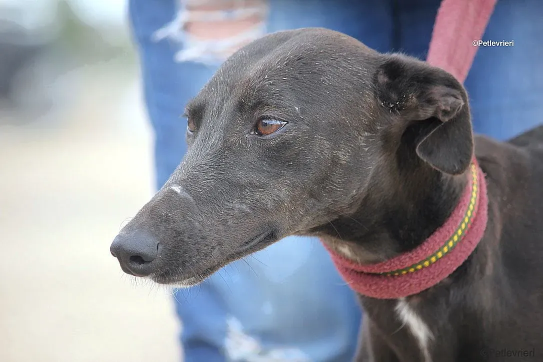 Sophie adozione levrieri galgo 23