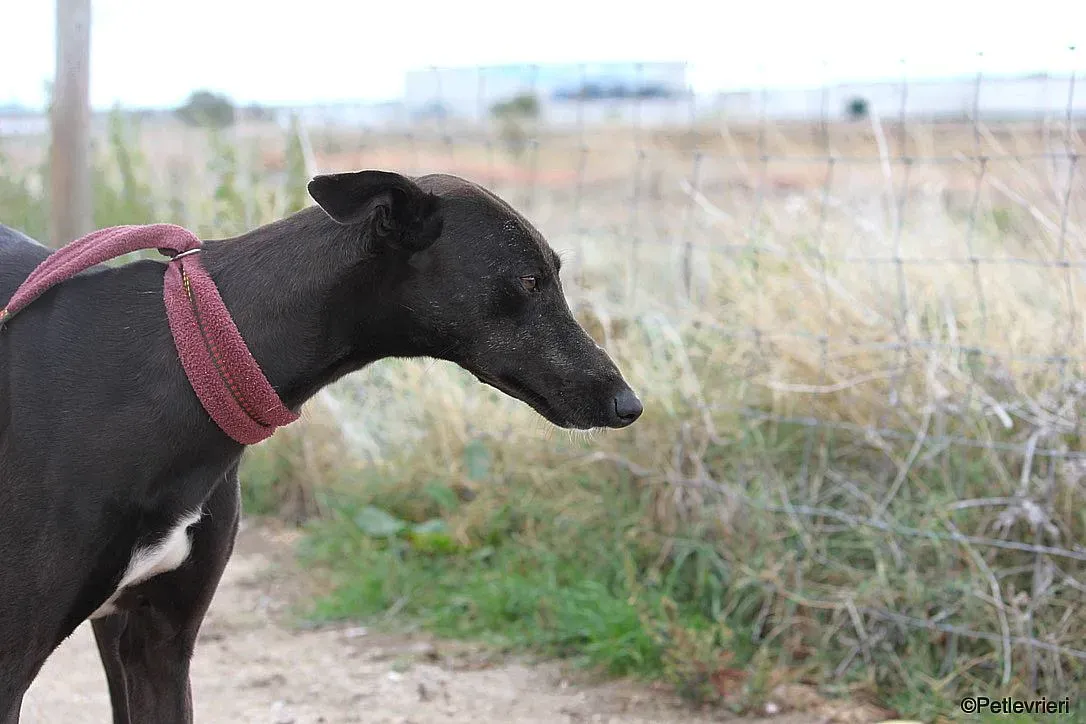 Sophie adozione levrieri galgo 25