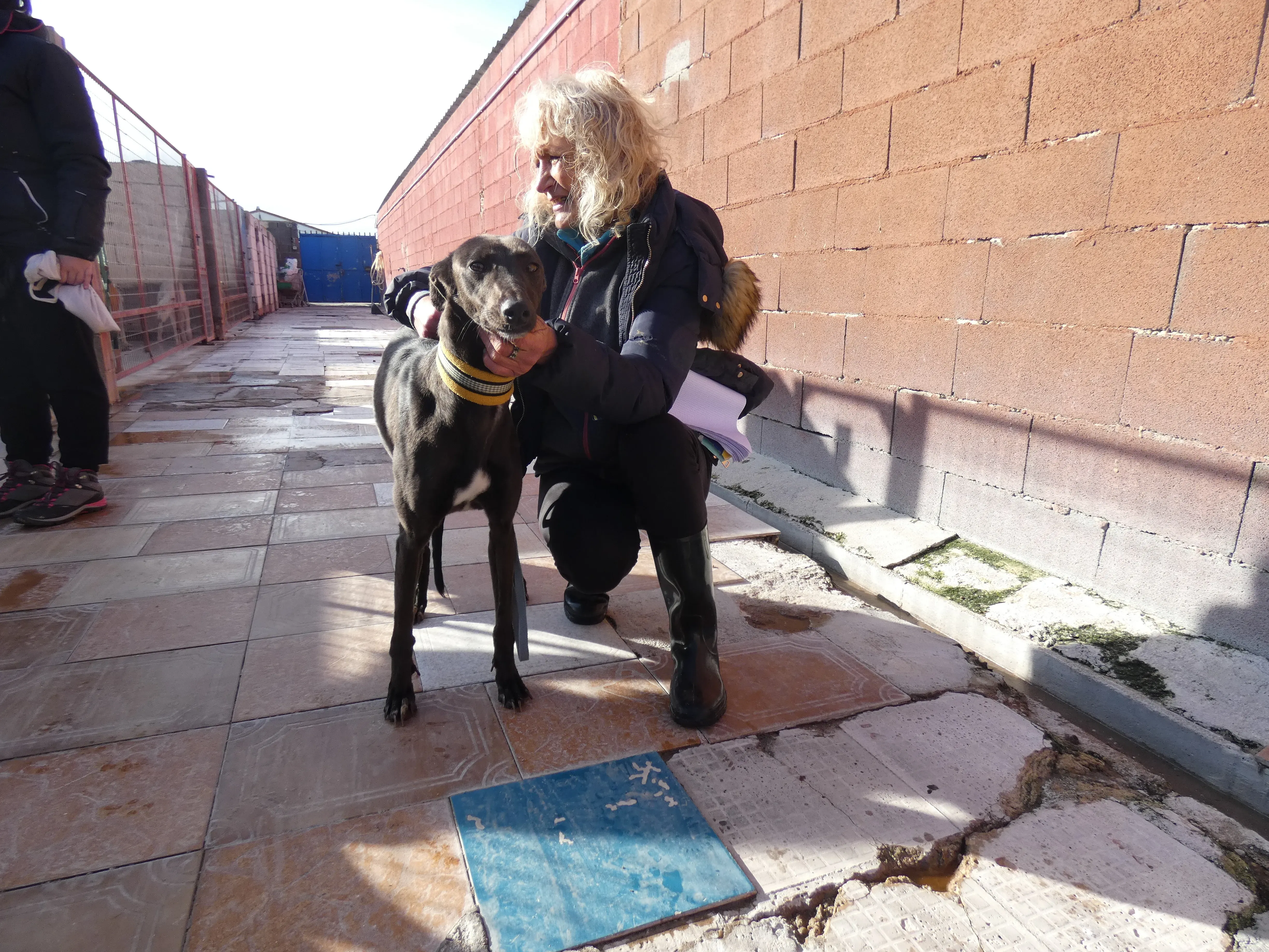 Sophie adozione levrieri galgo 26