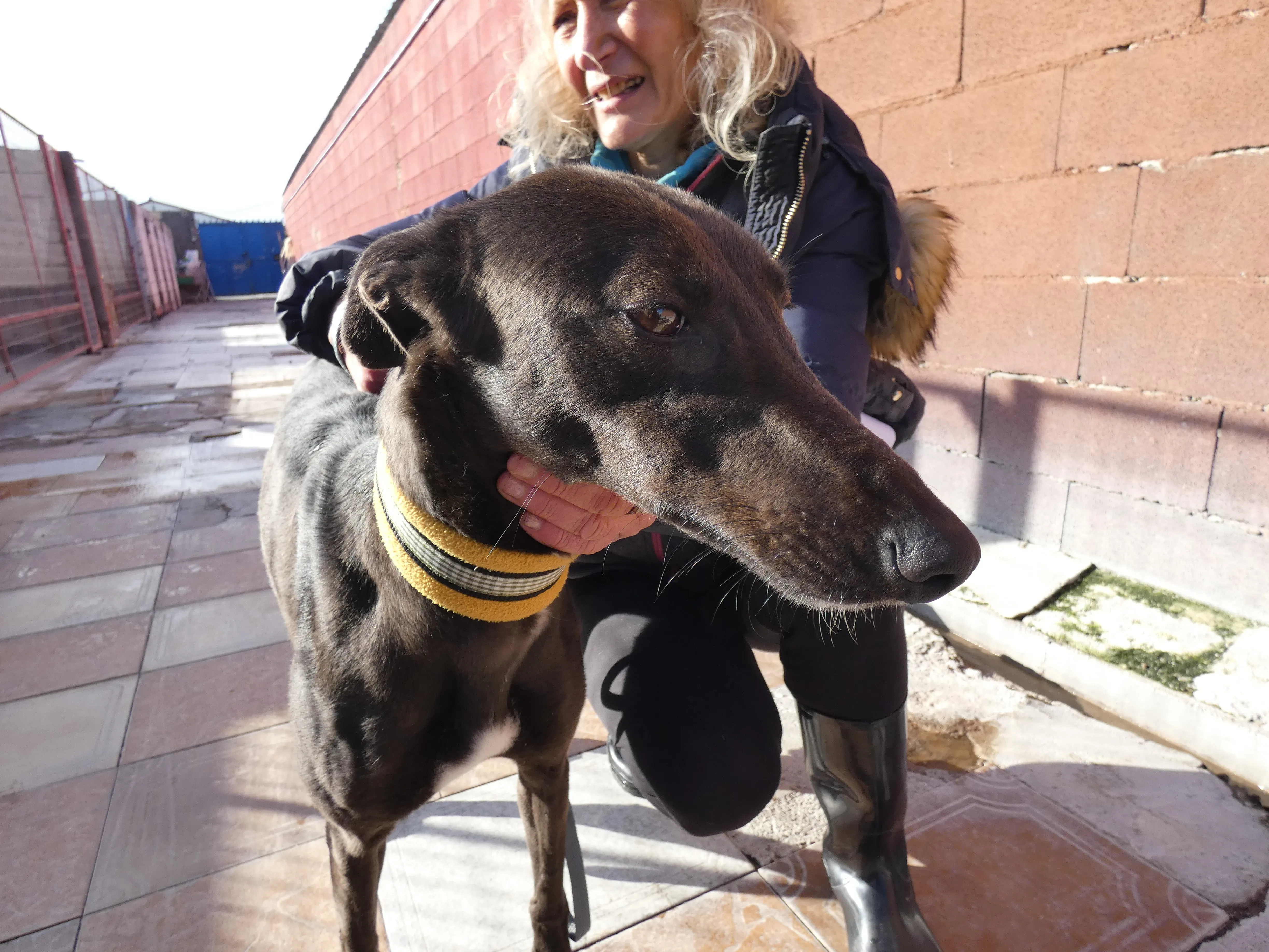 Sophie adozione levrieri galgo 28