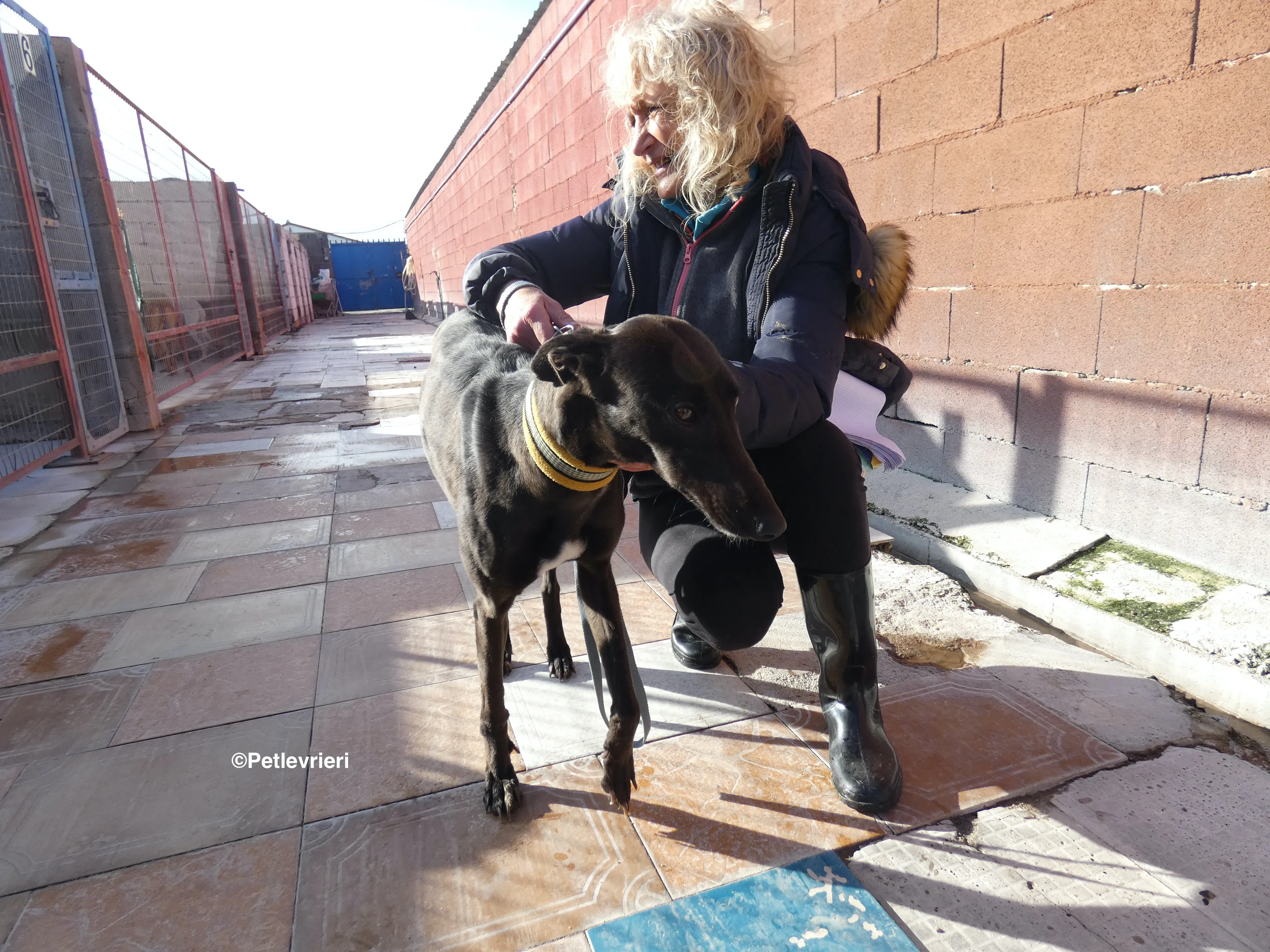 Sophie adozione levrieri galgo 29