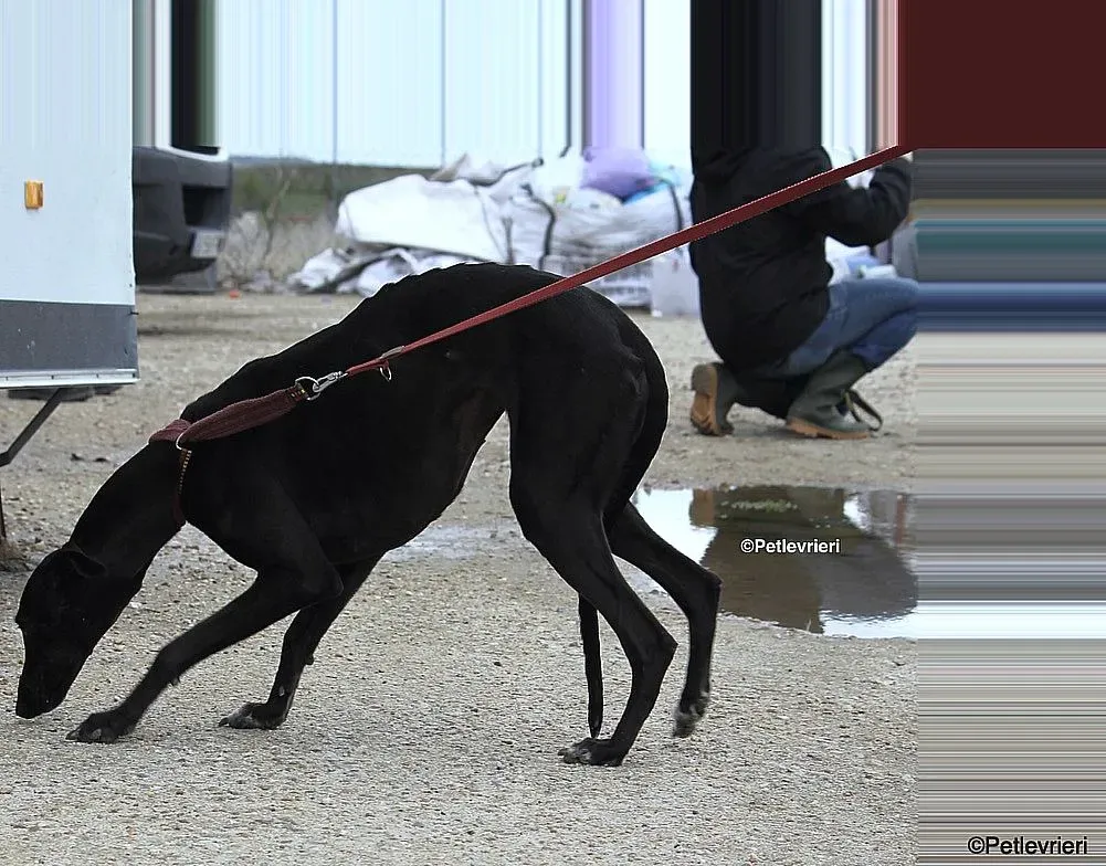 Sophie adozione levrieri galgo 3