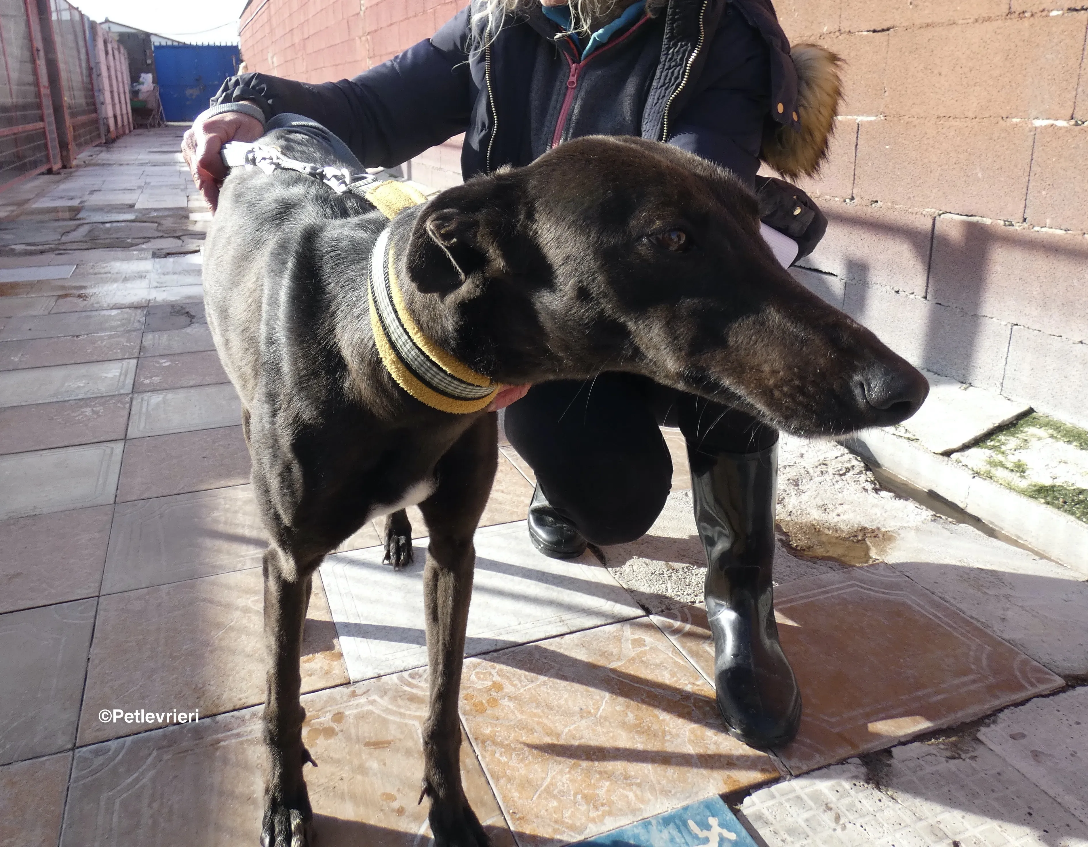 Sophie adozione levrieri galgo 30