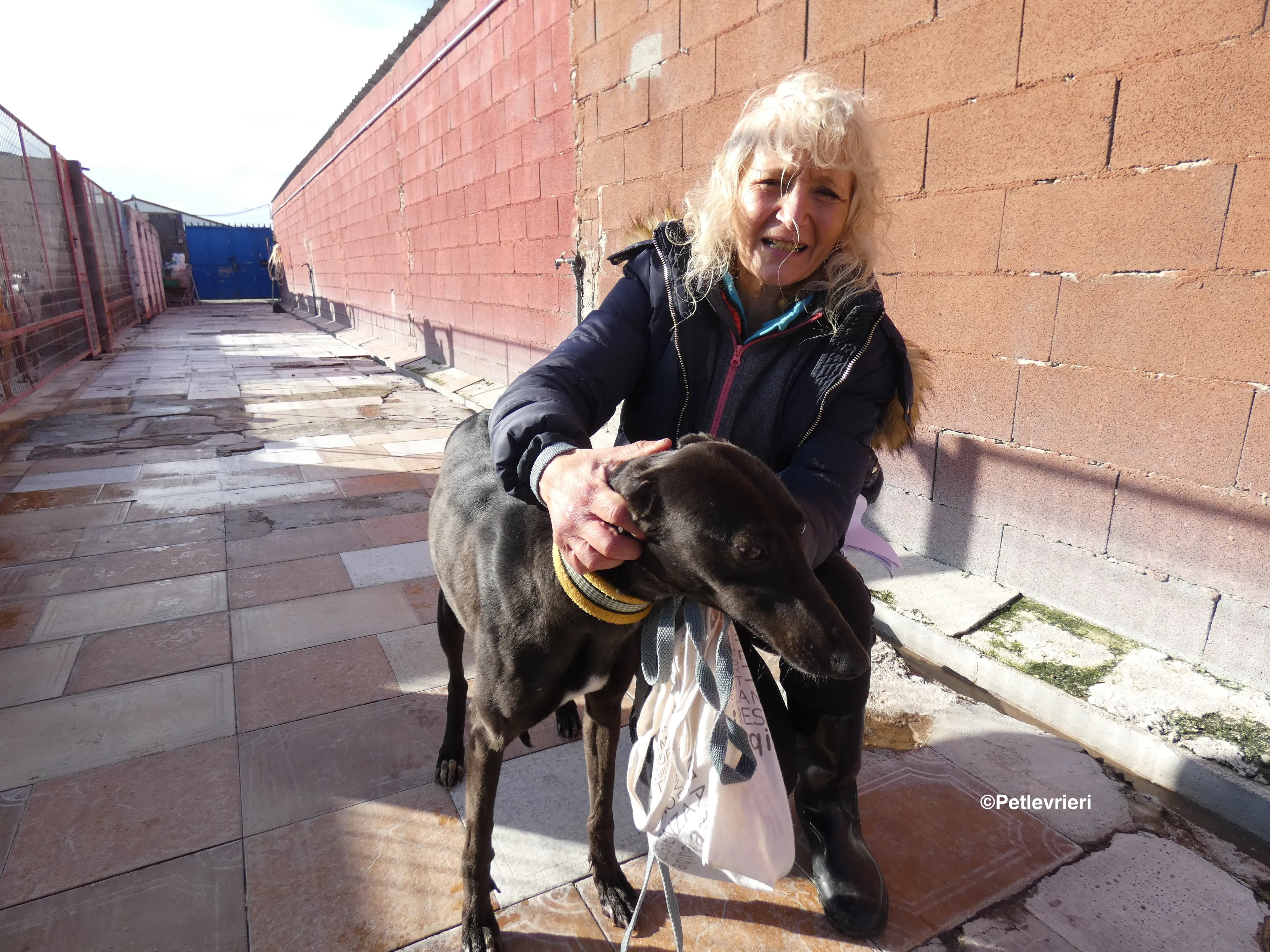 Sophie adozione levrieri galgo 31