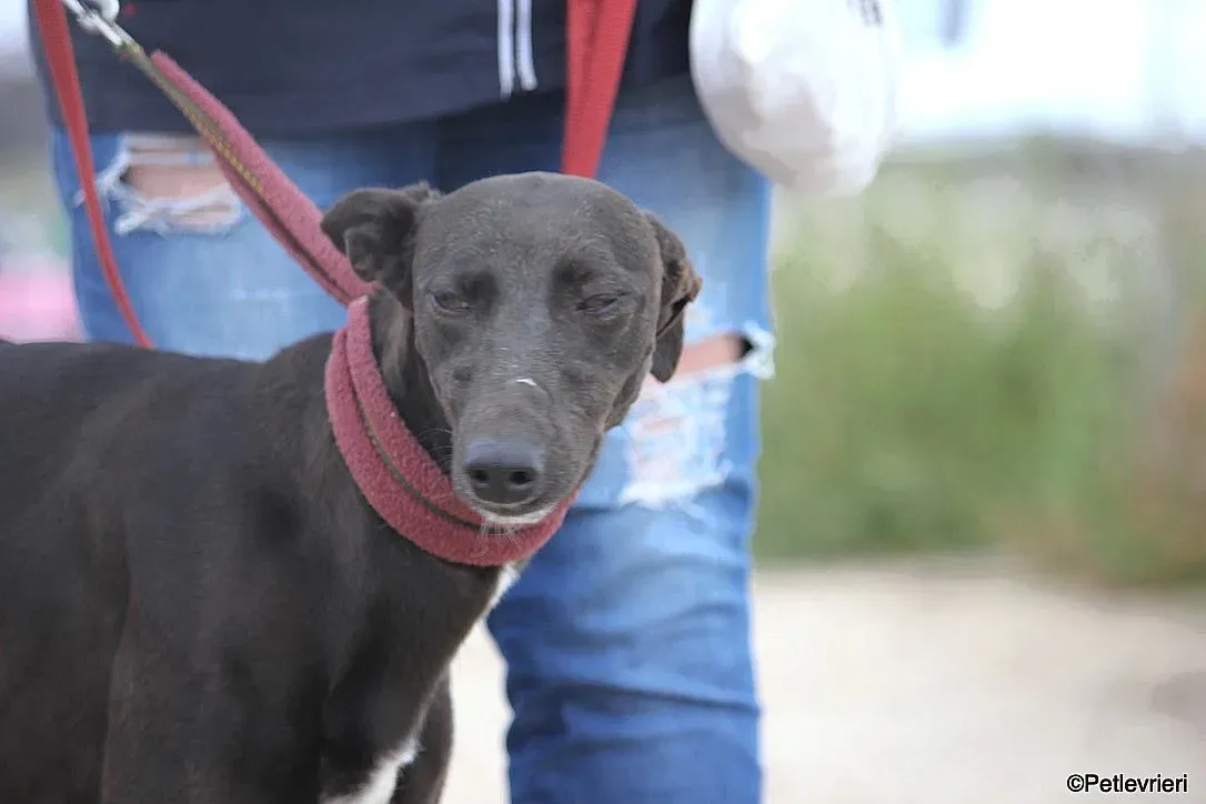 Sophie adozione levrieri galgo 4