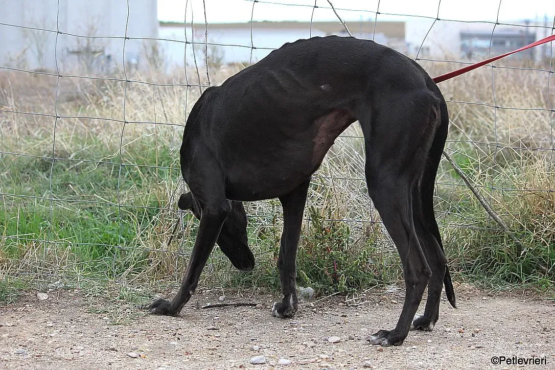 Sophie adozione levrieri galgo 5