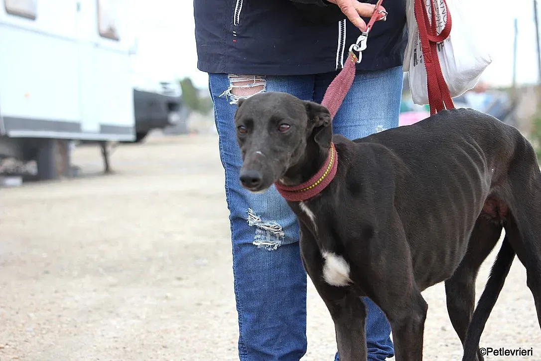 Sophie adozione levrieri galgo 6