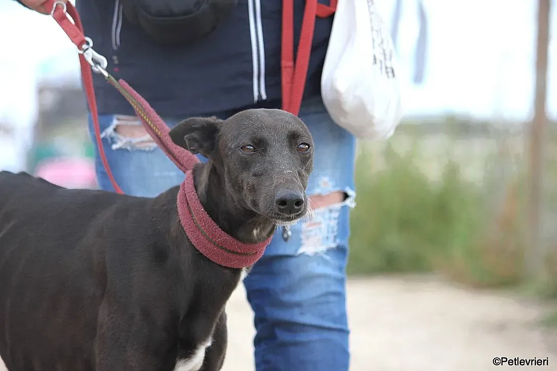 Sophie adozione levrieri galgo 7
