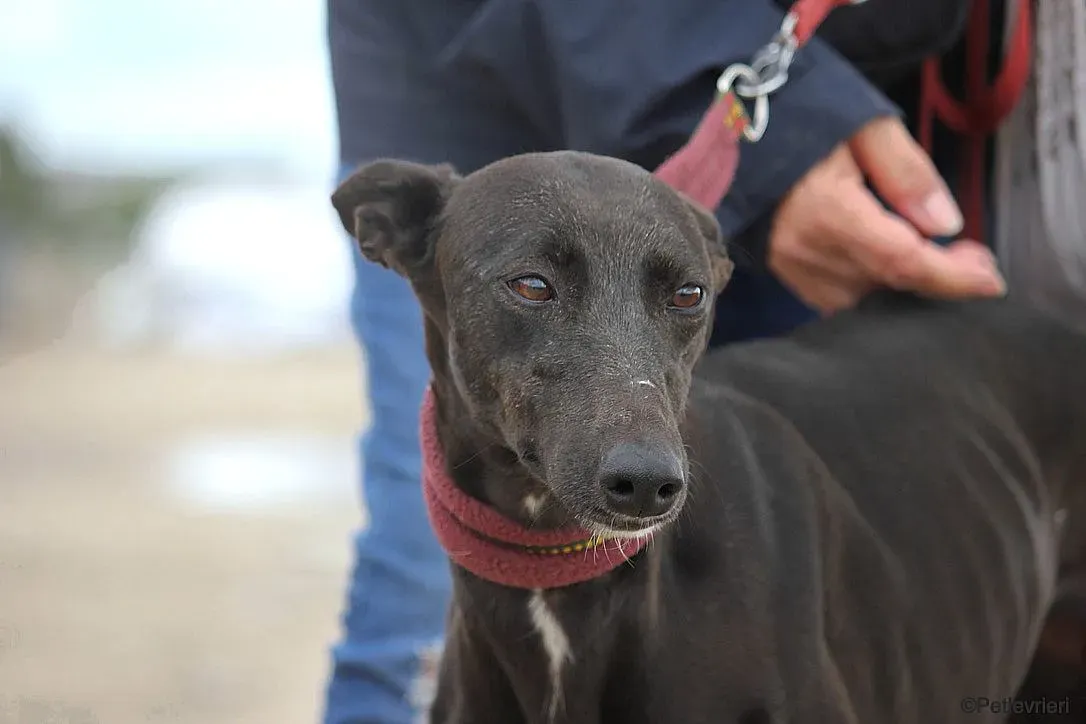 Sophie adozione levrieri galgo 8