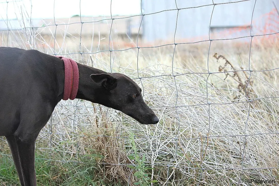 Sophie adozione levrieri galgo 9